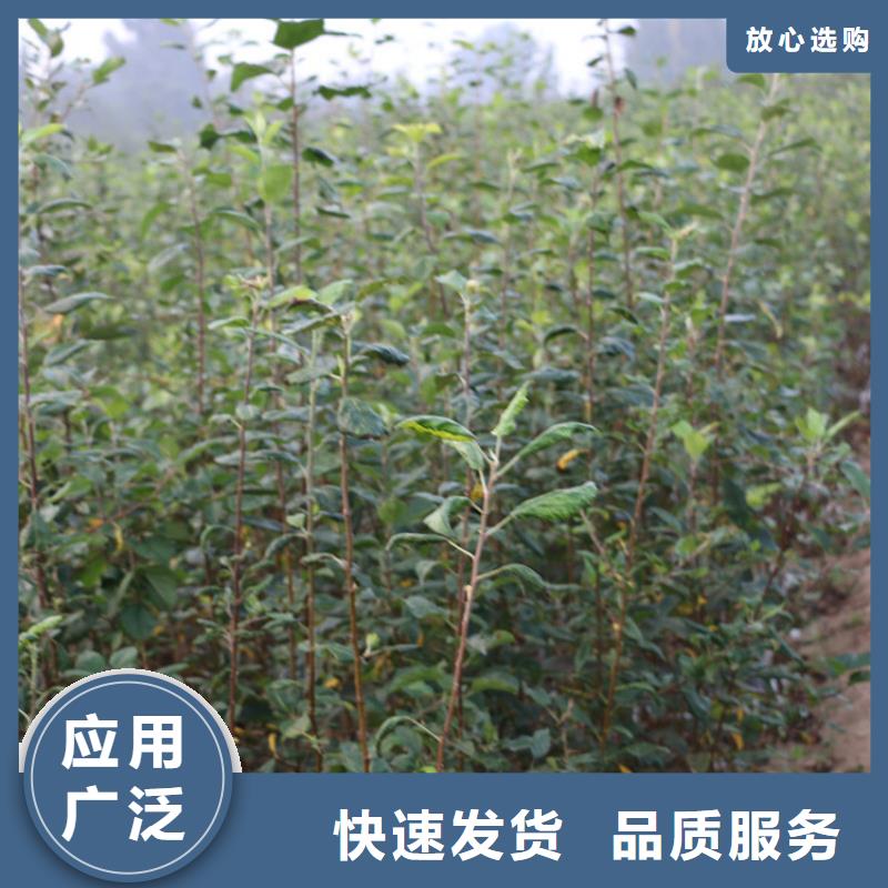 苹果苹果苗优质材料厂家直销