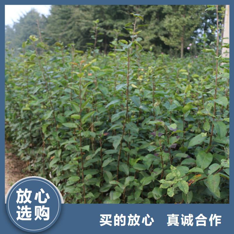 【苹果】蓝莓苗物美价优