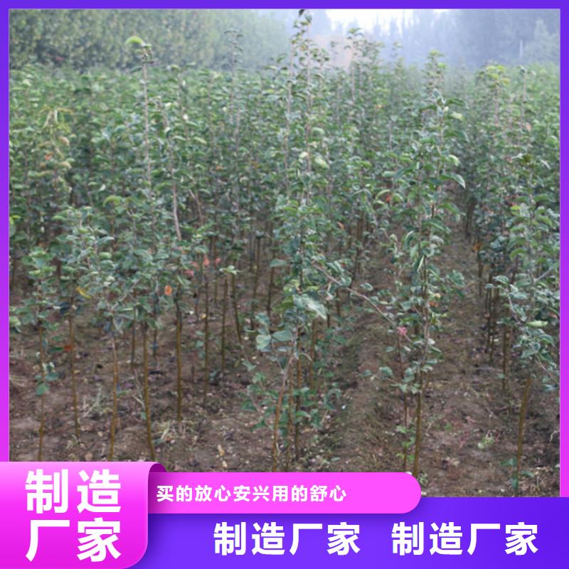 苹果_桃树苗供您所需