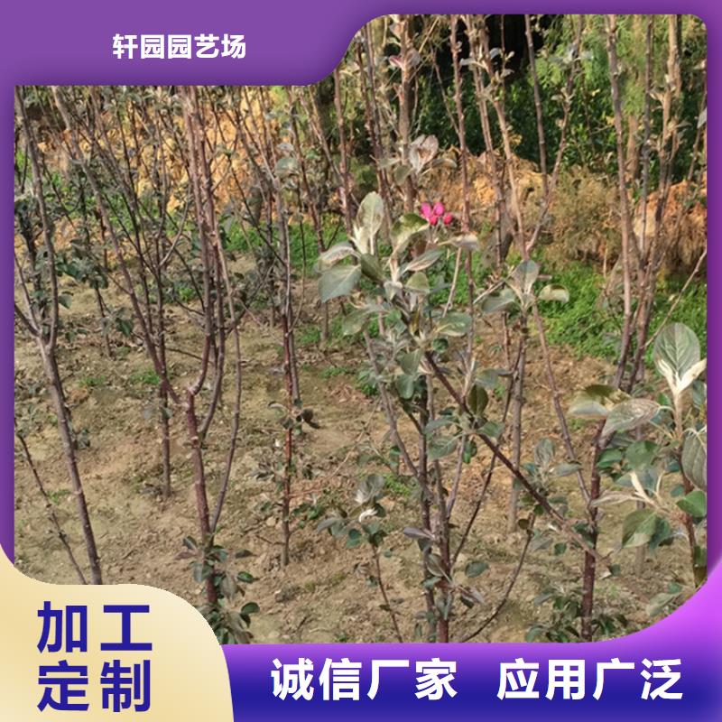 苹果桃树苗定制批发