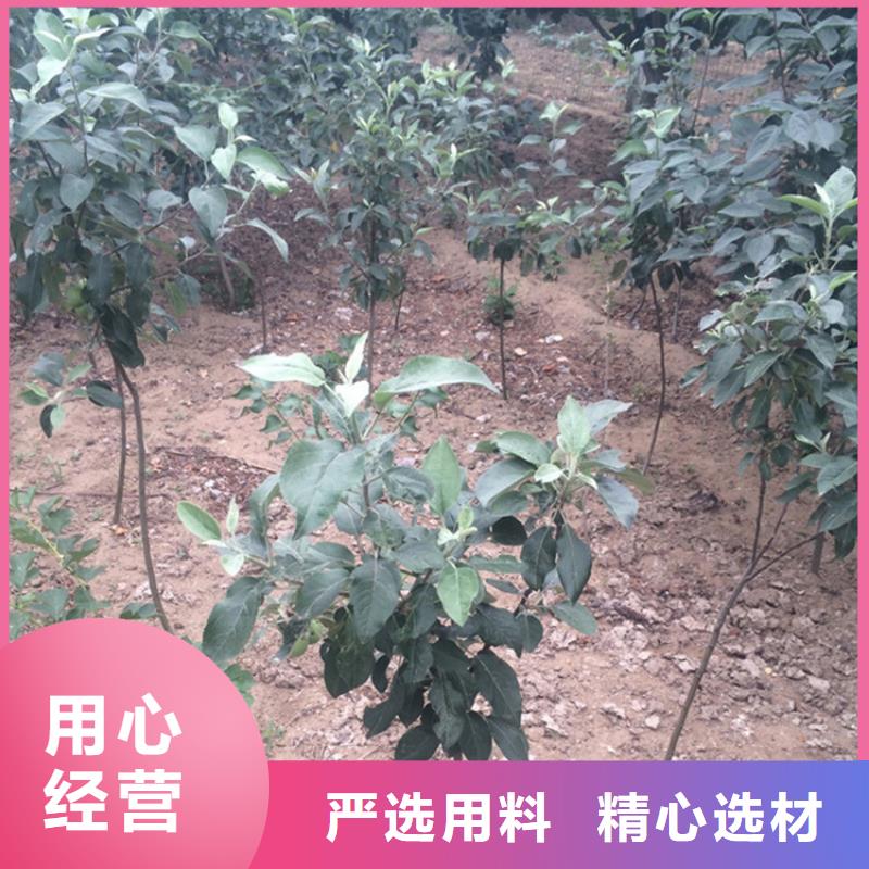 苹果_樱桃苗质量牢靠