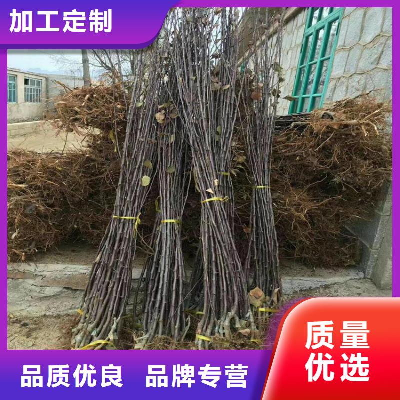 红梨苗适合种植地区