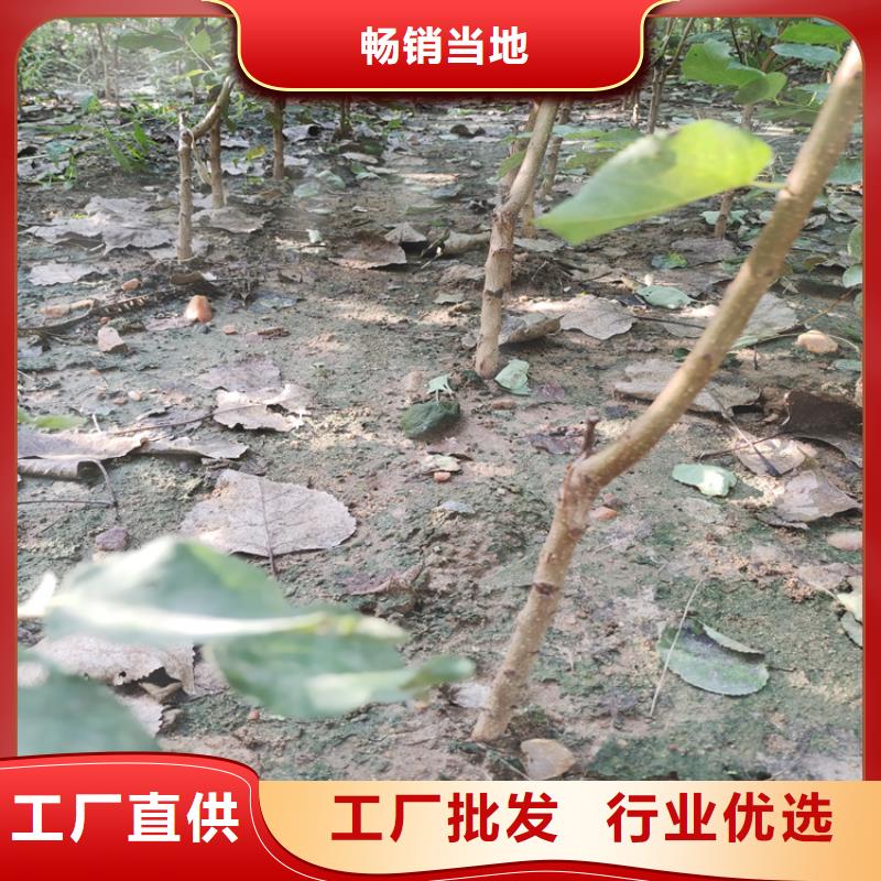 【梨树苹果苗批发价格】