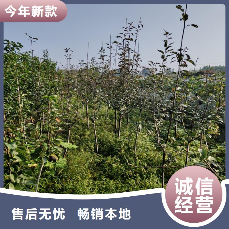 彩虹梨树苗适合种植地区