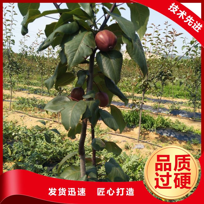 三紅梨樹苗經(jīng)濟(jì)效益