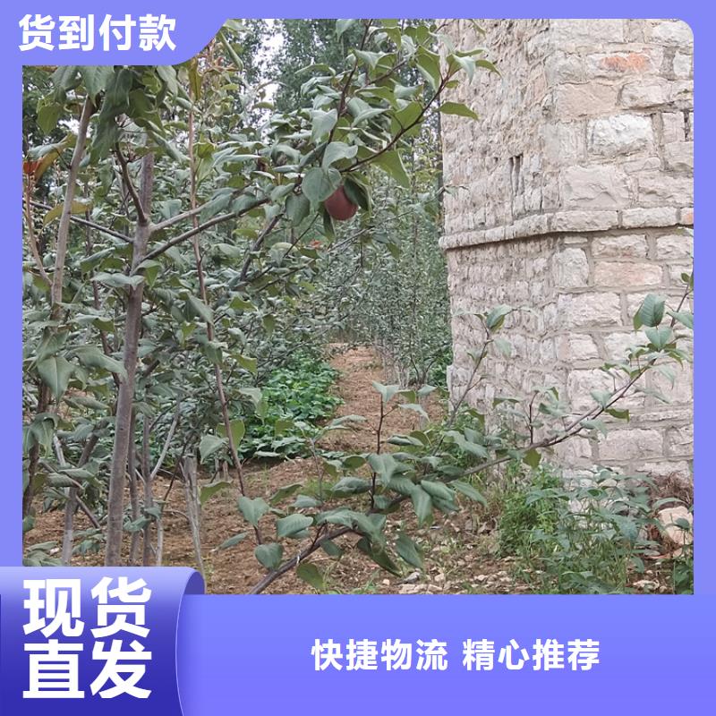 彩虹梨树苗适合种植地区