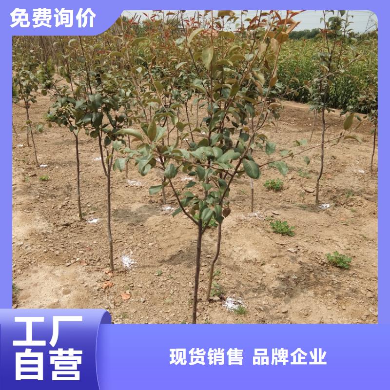 彩虹梨树苗种植基地