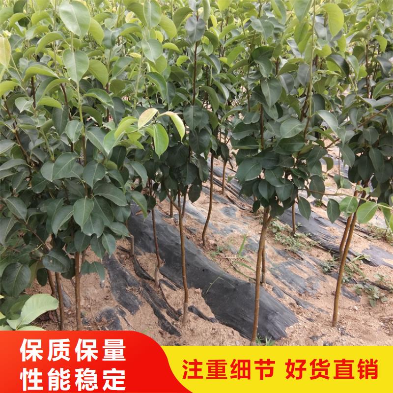 彩虹梨树苗适合种植地区