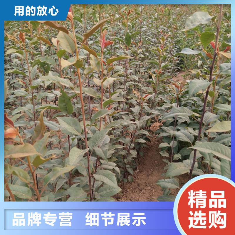 彩虹梨树苗适合种植地区