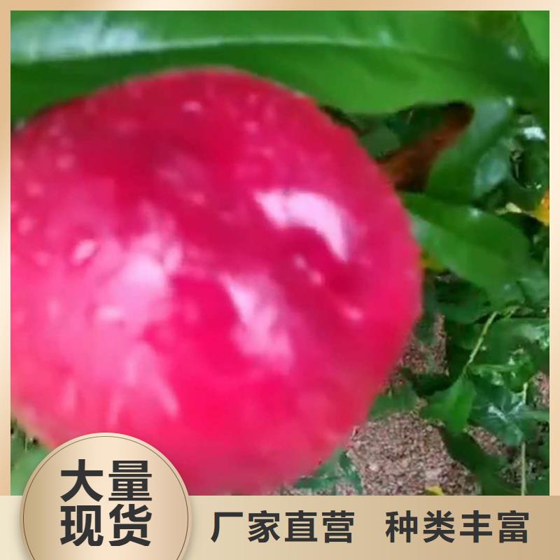 黑桃树苗种植管理技术/轩园园艺场