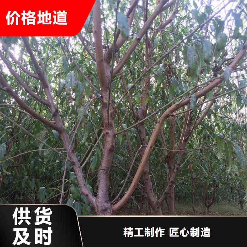 黑桃树苗种植管理技术/轩园园艺场