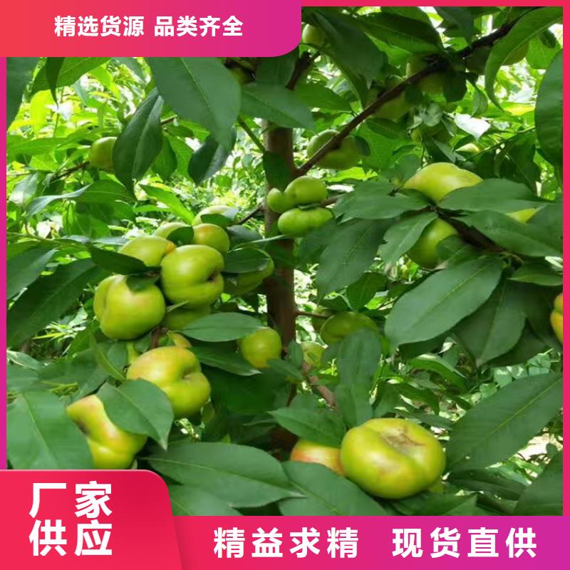 桃,西瓜苗用品質(zhì)贏得客戶信賴