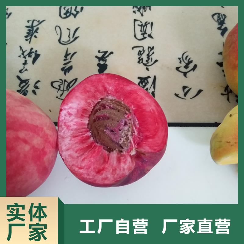 新品种桃树苗批发零售