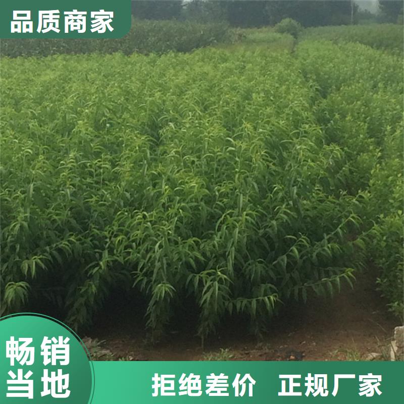 当年结果桃树苗基地直销