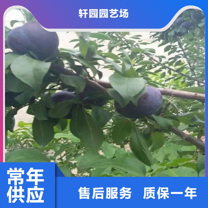 李子,苹果苗价格透明