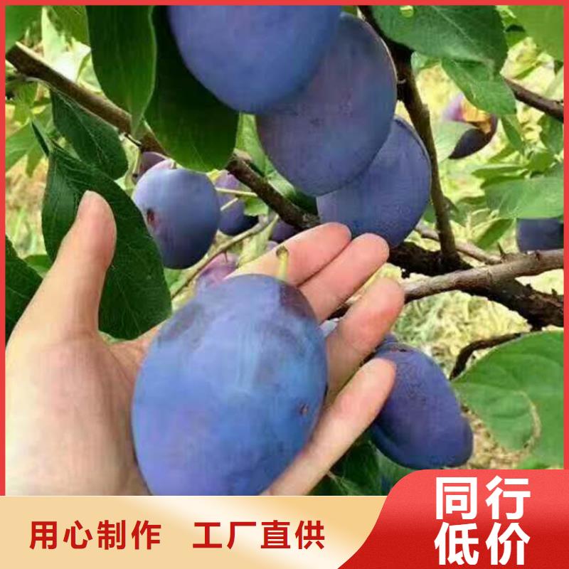 李子草莓苗专注品质