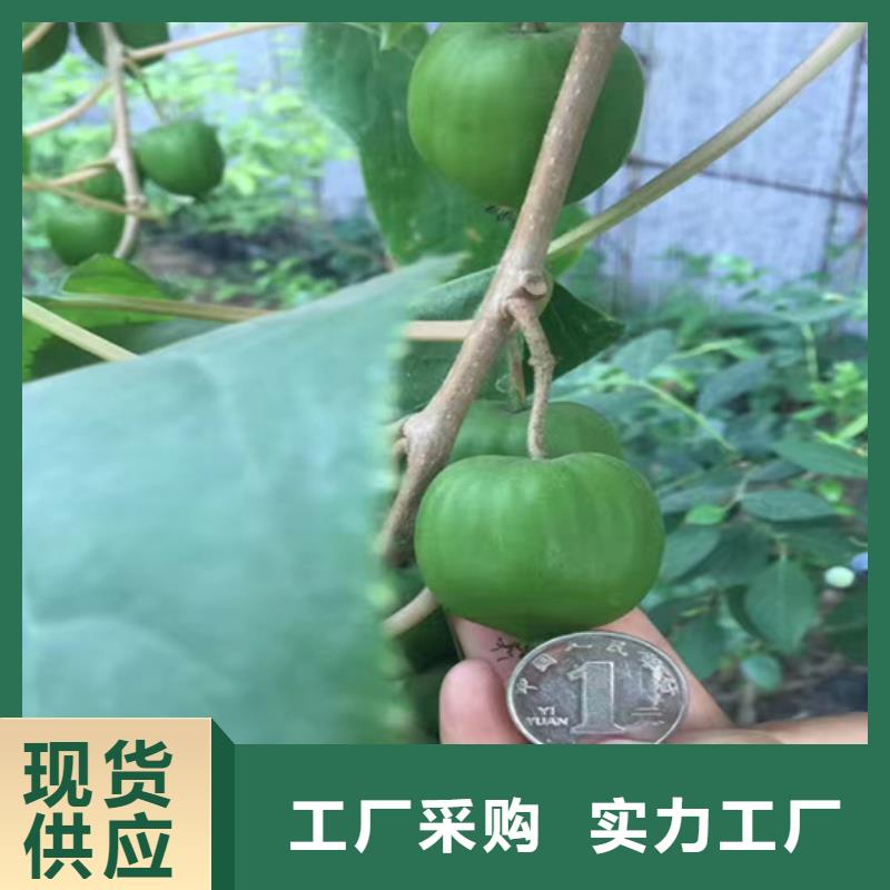獼猴桃【【藍(lán)莓苗】】海量現(xiàn)貨直銷