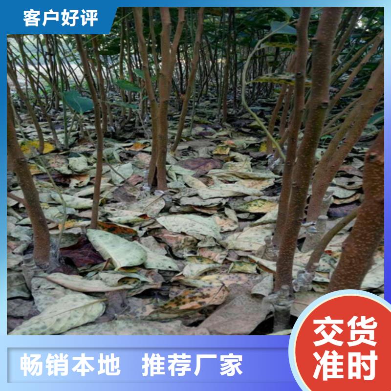 柿子樱桃苗老品牌厂家