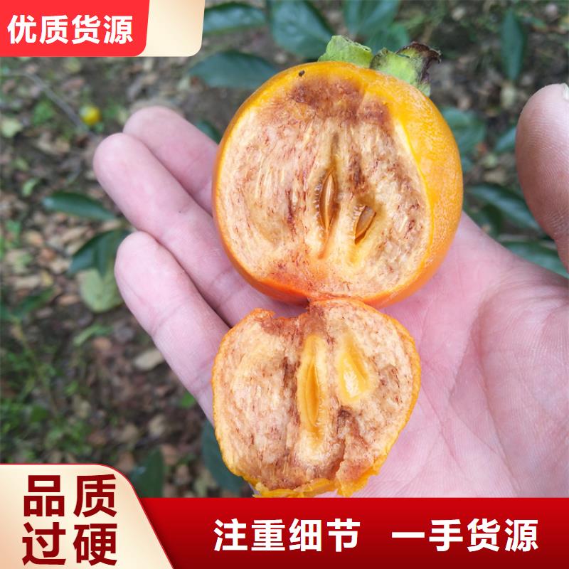 柿子樱桃苗老品牌厂家