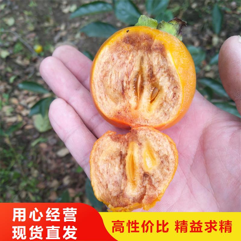 柿子蓝莓苗量大更优惠