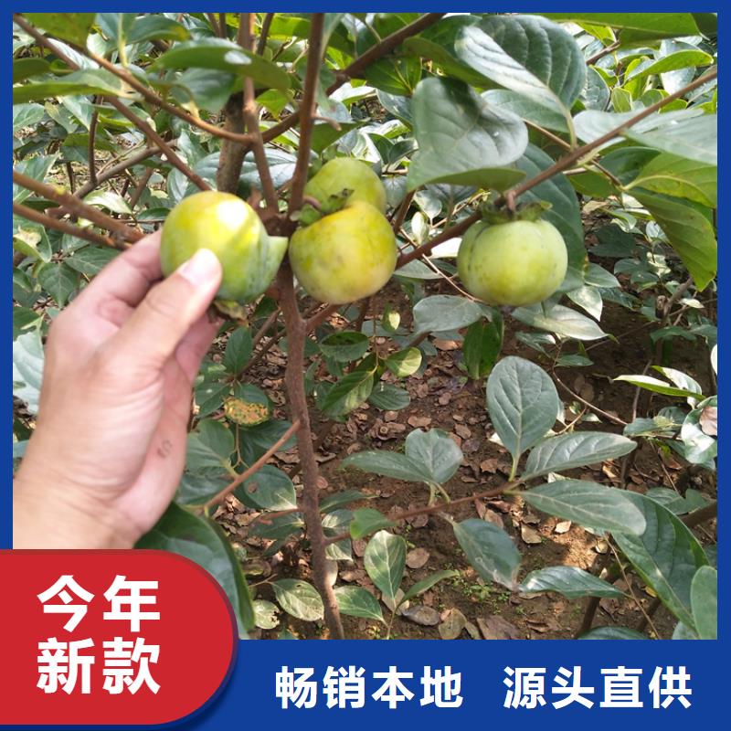 柿子樱桃苗质量无忧