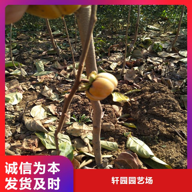 柿子奶油草莓售后无忧