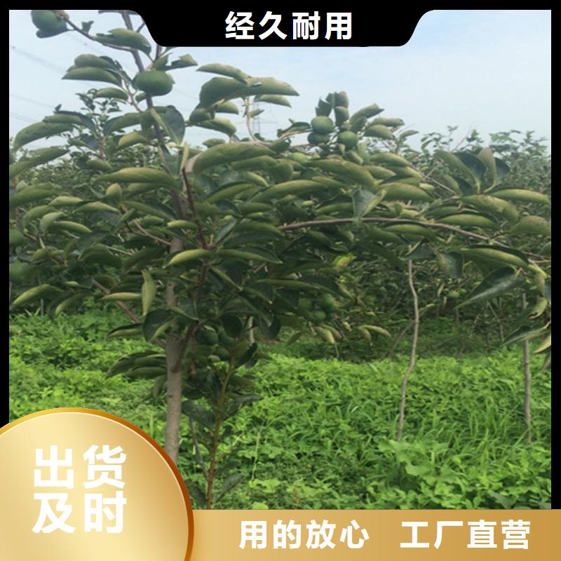 柿子,无花果苗送货上门