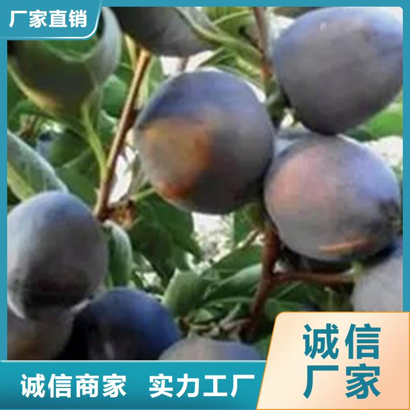 柿子樱桃苗质量无忧