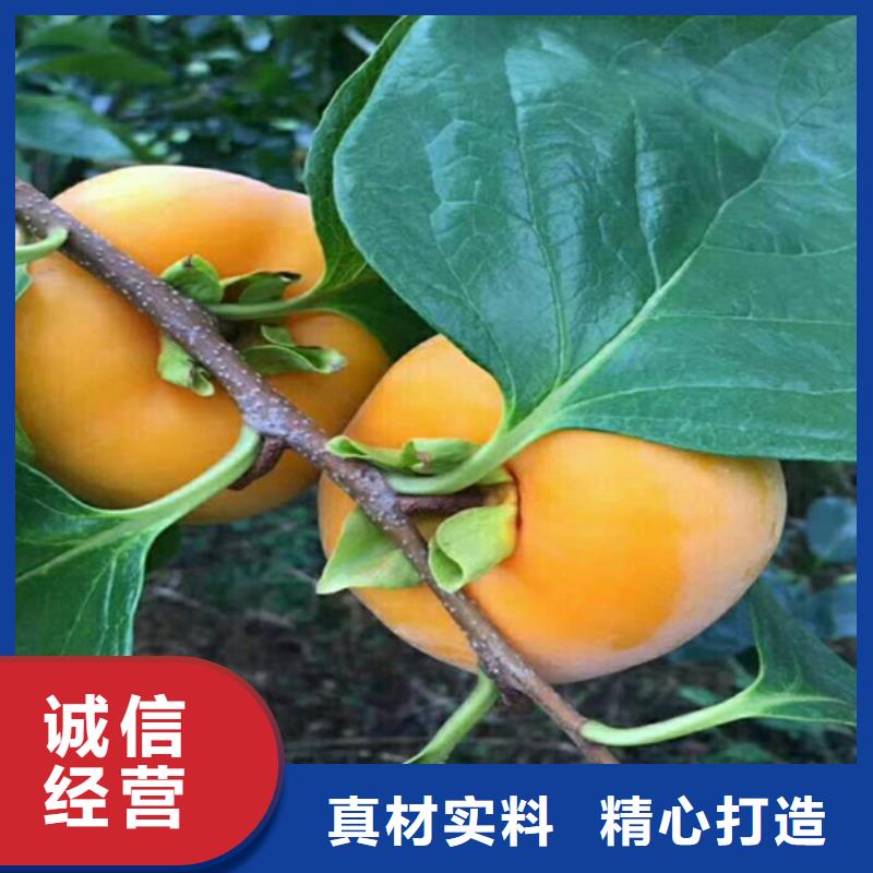 【柿子苹果苗厂家货源】