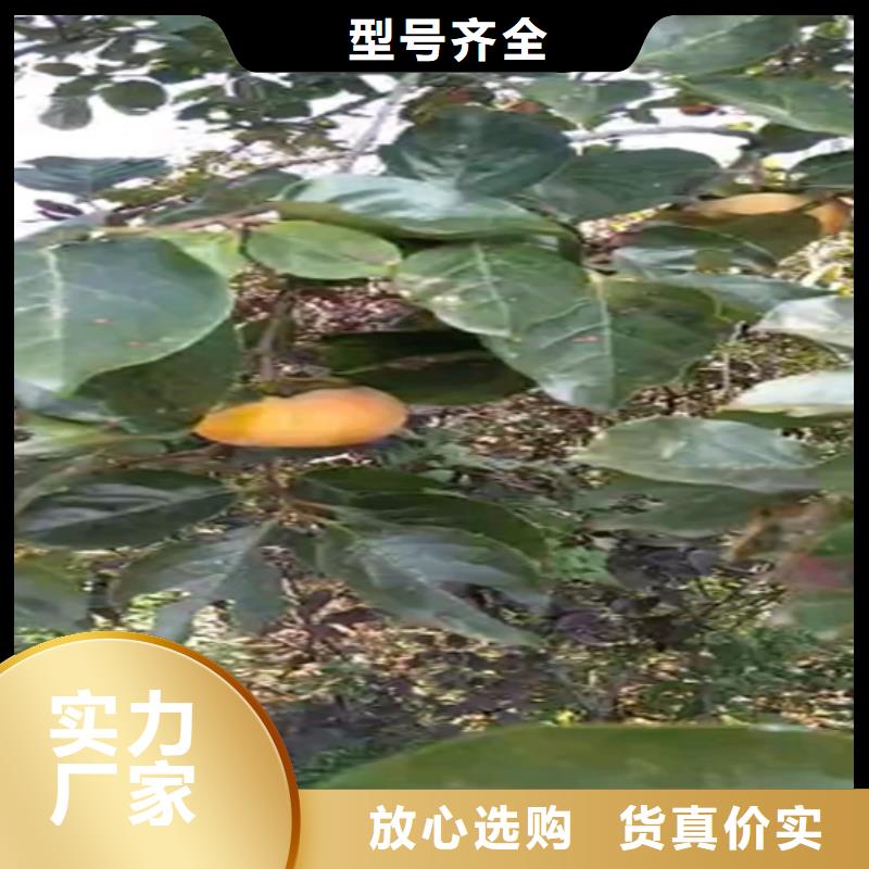 【柿子苹果苗免费获取报价】