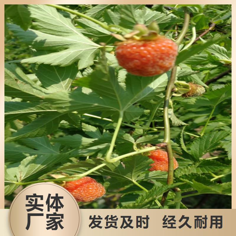 树莓石榴树打造好品质