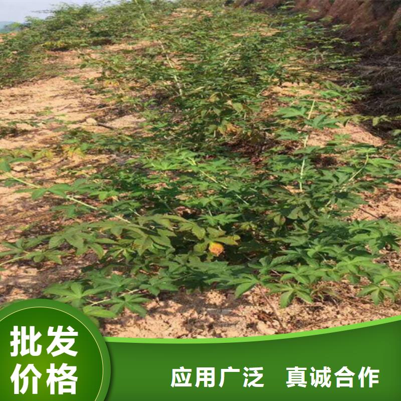 【树莓】桃树苗实体厂家大量现货