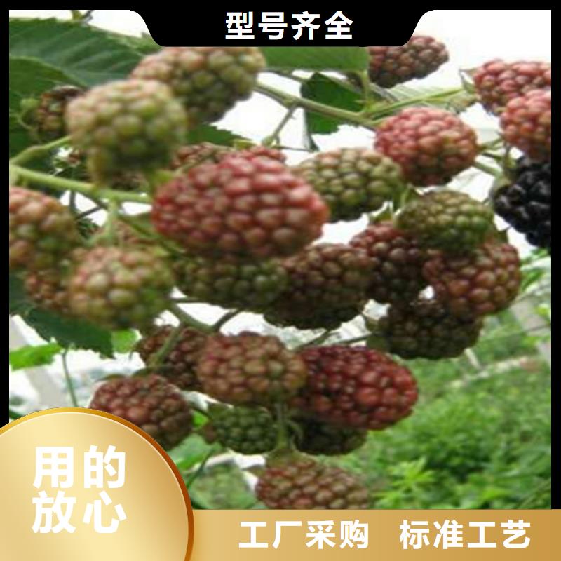 【树莓】桃树苗实体厂家大量现货