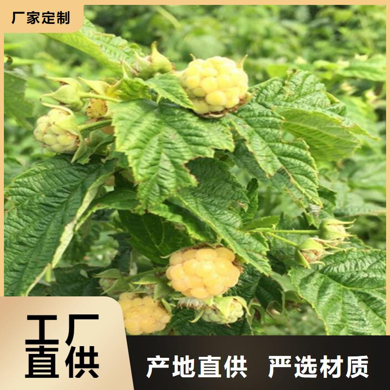 树莓樱桃苗源头厂家量大价优