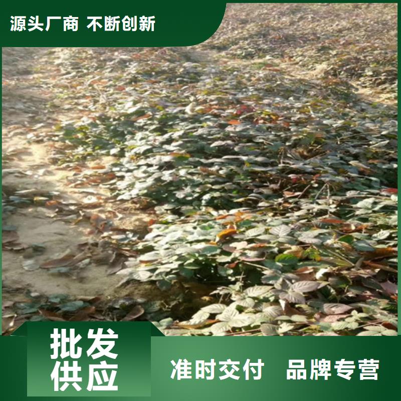 树莓石榴树价格地道