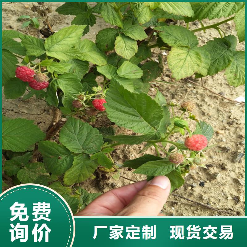 【树莓】_无花果苗多种规格供您选择