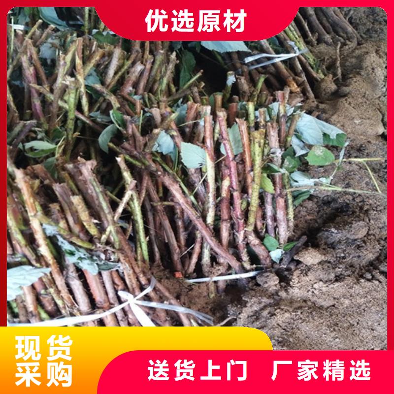 树莓,石榴树原料层层筛选