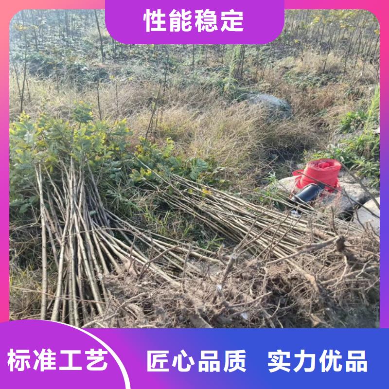 碧根果桃树苗厂家销售