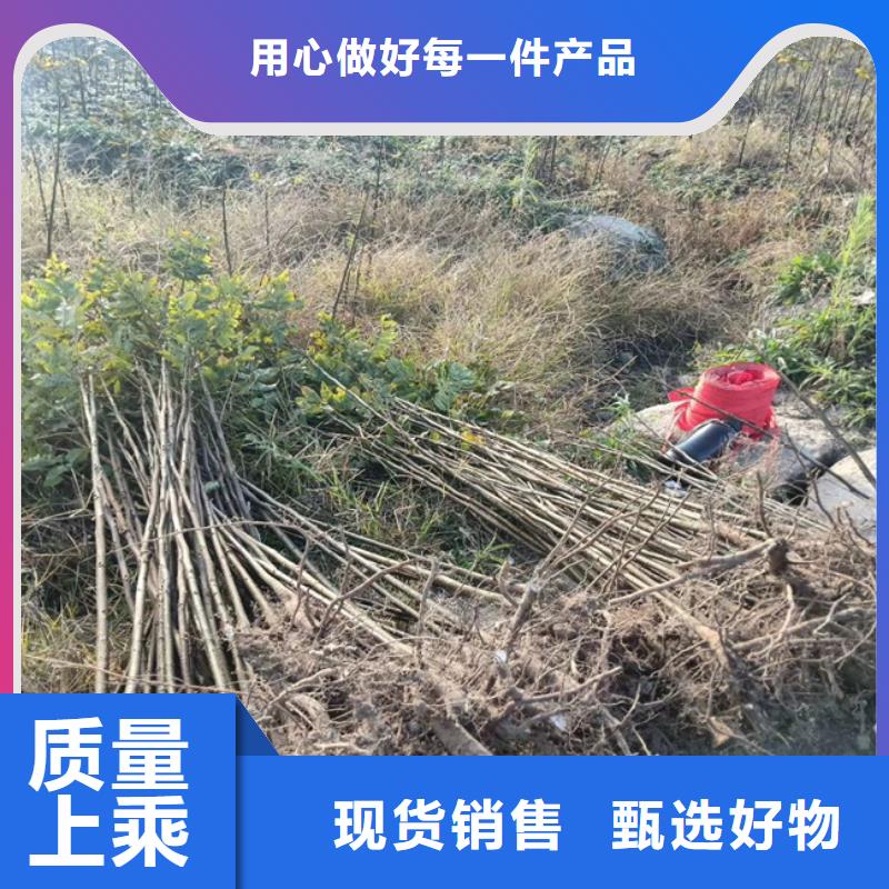 碧根果樱桃苗大库存无缺货危机