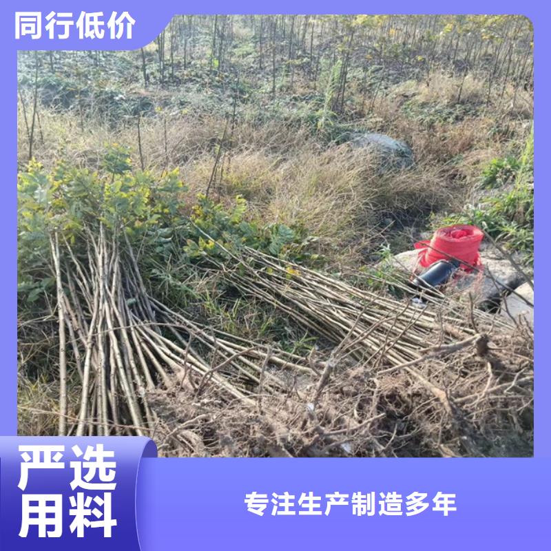 碧根果【草莓苗】产地采购