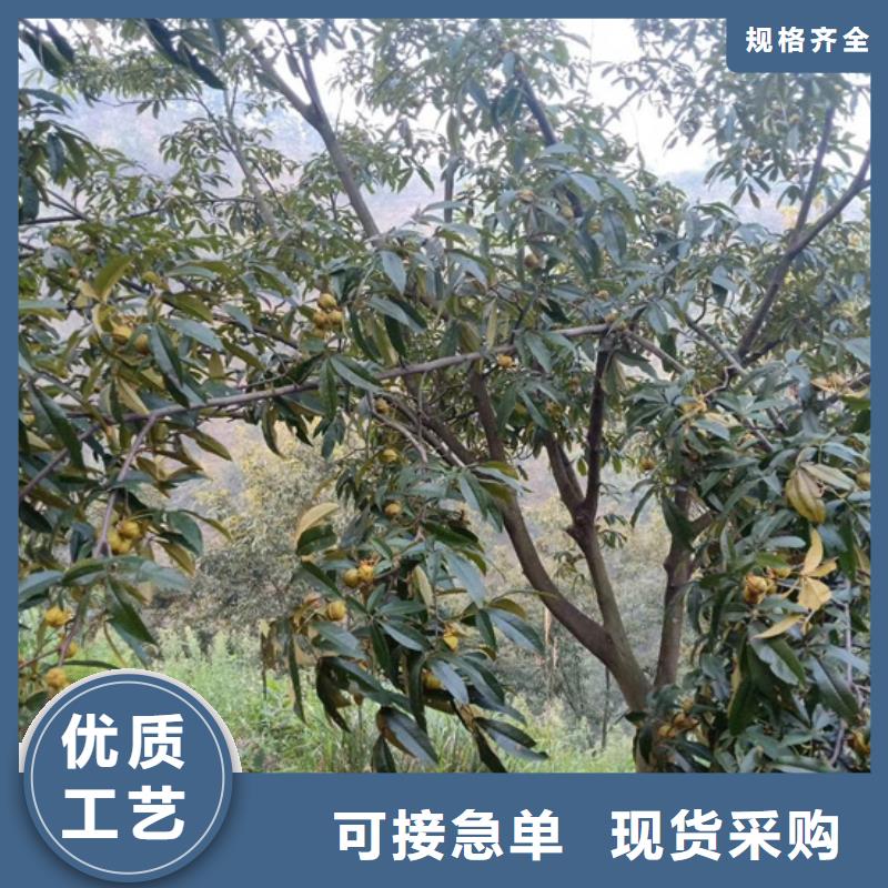 碧根果_桃树苗自有厂家