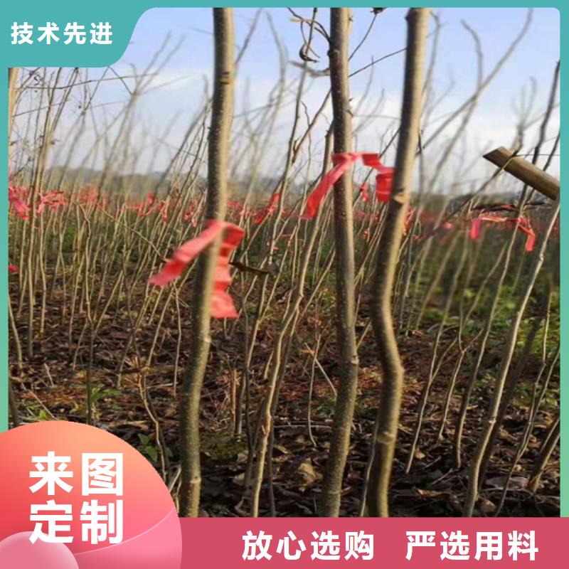 碧根果苗适合种植地区