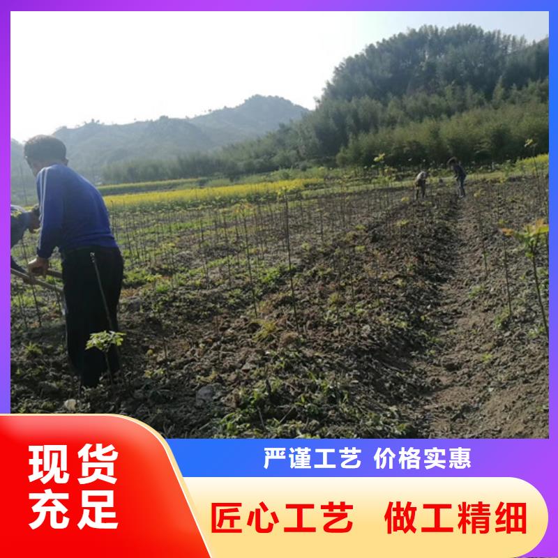 碧根果桃树苗厂家销售