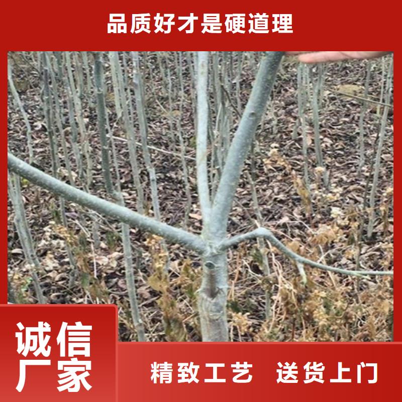 碧根果树苗适合种植地区