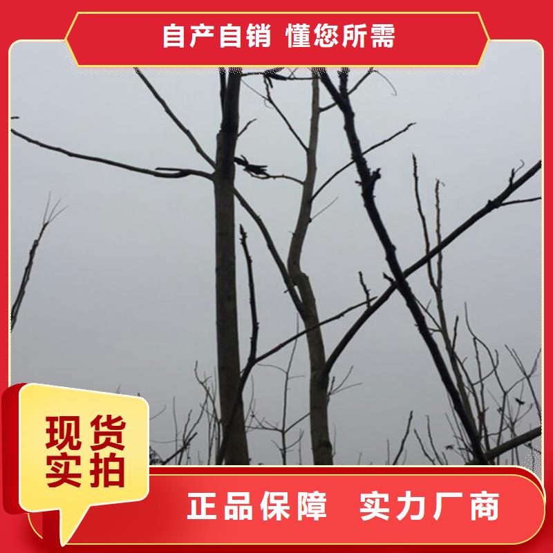 碧根果,苹果苗本地配送