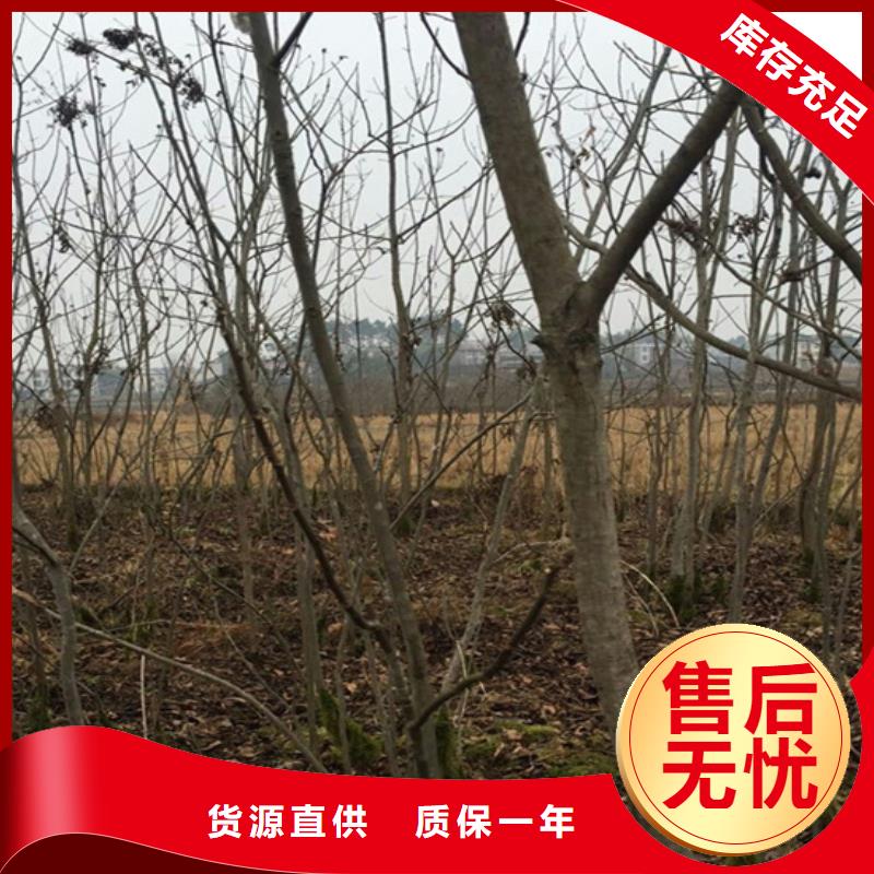 碧根果,苹果苗支持非标定制