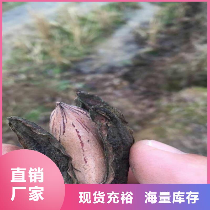 碧根果梨树苗不只是质量好