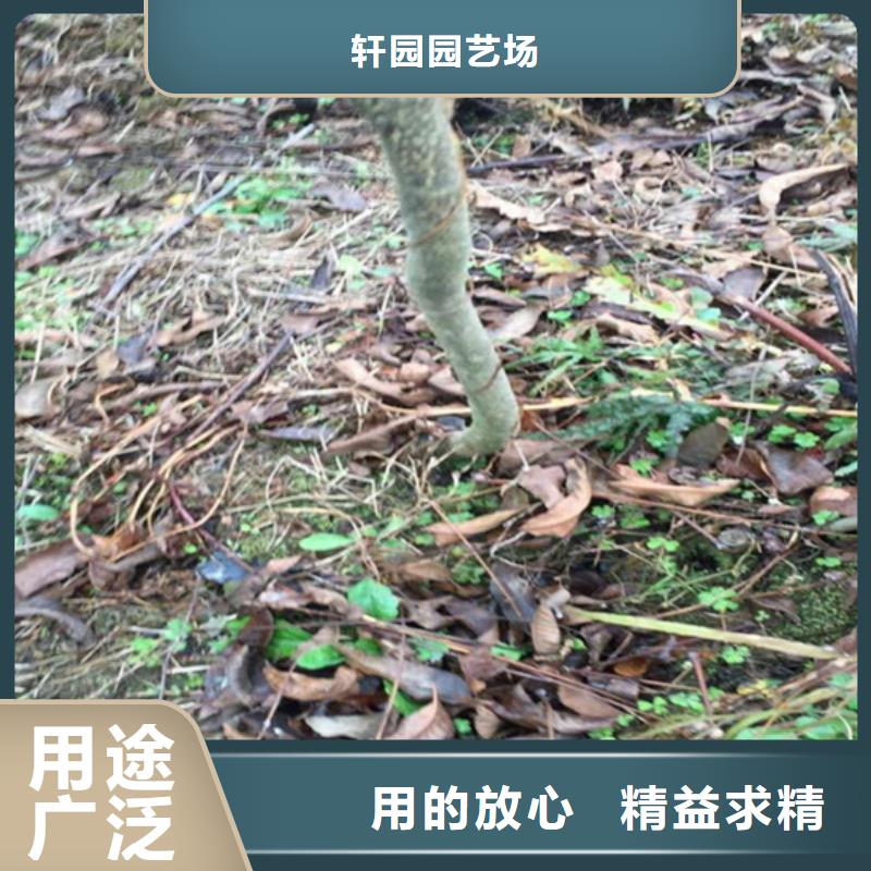 碧根果苹果苗按需定制