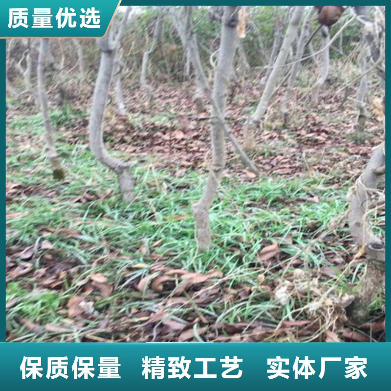 碧根果苗种植基地