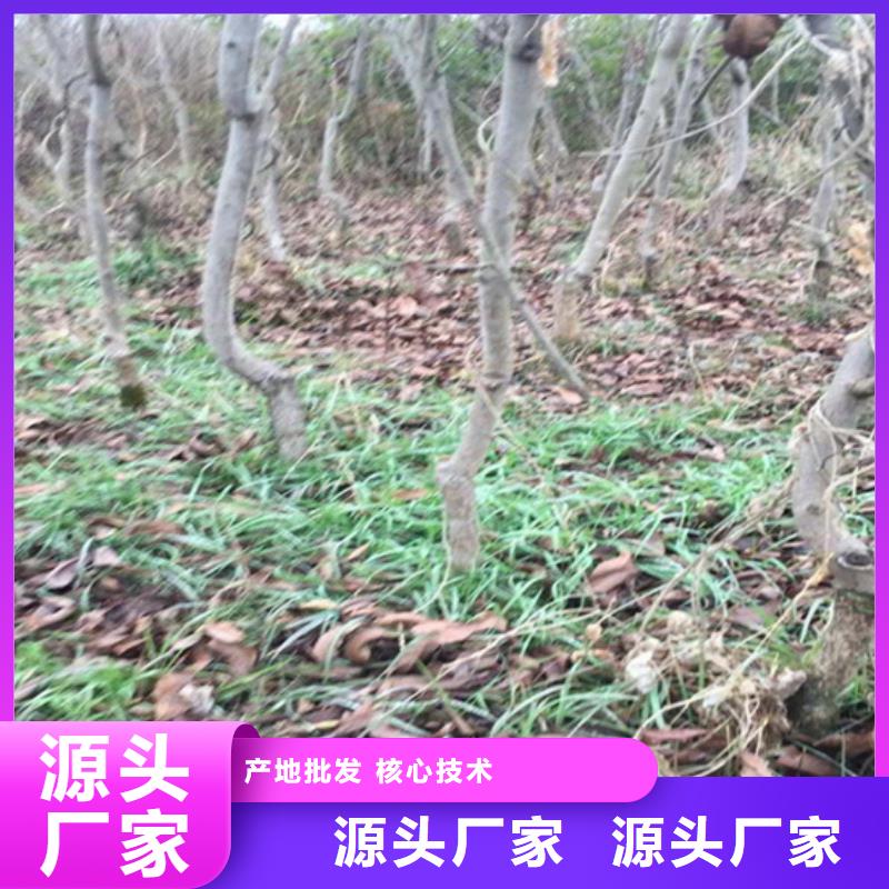 碧根果梨树苗质量为本